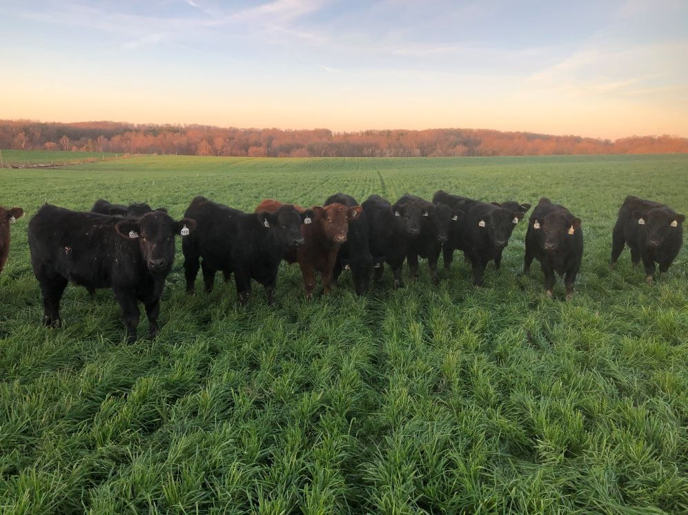 Fischer Farms receives 15M grant to support Ultimate Beef Project